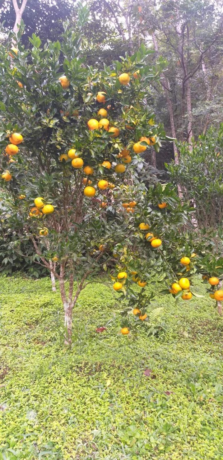 Fazenda Piloes Villa Petrópolis Buitenkant foto